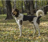 Фото в Домашние животные Отдам даром Очаровательный самый добрый пёс на свете в Новосибирске 0