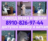 Самоед вязка и щенята на продажу 4939784 Самоедская лайка фото в Костроме