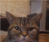 Продаются котята 263241 Британская короткошерстная фото в Стерлитамаке