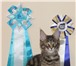 Элитный котенок мейн-кун 890701 Мейн-кун фото в Нижнем Тагиле