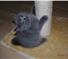 Фото в Домашние животные Вязка Опытный , нежный , ласковый котик , приглашает в Ростове-на-Дону 2 000