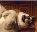 Изображение в Домашние животные Вязка собак Мальчик (возраст 1 год 6 месяцев , от клубных в Благовещенске 0
