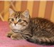 Британские котята 335119 Британская короткошерстная фото в Новосибирске