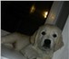 Продам щенка Золотистого Ретривера 1781293 Голден ретривер фото в Кемерово
