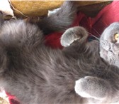 Foto в Домашние животные Вязка Маленькая (по размерам) кошка ищет желательно в Перми 0