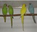 Foto в Домашние животные Птички Продаються молодые ожереловые говорящщие в Старом Осколе 7 000