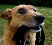 Изображение в Домашние животные Услуги для животных Дрессировка и воспитание собак являются обязательной в Набережных Челнах 900