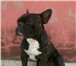 Фото в Домашние животные Вязка собак Французский бульдог приглашает на вязку. в Краснодаре 1 000