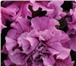 Фотография в Домашние животные Растения Продам семена крупноцветковой махровой петунии в Краснодаре 0