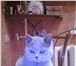 Продаются очаровательные британские котята 1534515 Британская короткошерстная фото в Пензе