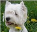 Щенки ВЕСТ ХАЙЛЕНД УАЙТ терьера! Питомник РКФ Продаёт 3-х замечательных, белоснежных девочек, им 67678  фото в Москве