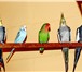 Foto в Домашние животные Птички Волнистые попугаи, Неразлучники, Кореллы. в Москве 111