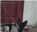 Фотография в Домашние животные Потерянные 25.12.12 Потерялся щенок немецкой овчарки,всего в Якутске 0