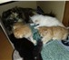 Милейшие котики (мальчики) ждут своих родителей) 3811833 Домашняя кошка фото в Братске