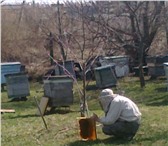 Изображение в Домашние животные Другие животные Продаю пчелосемьи с ульями в комплекте,недорого. в Калуге 0