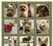 Фото в Домашние животные Услуги для животных Профессиональная стрижка собак декоративных в Москве 2 000