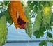 Foto в Домашние животные Растения Момордика – лианообразное растение, плоды в Краснодаре 10