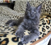 Продажа котят породы мейн-кун 1166143 Мейн-кун фото в Владимире