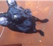 Изображение в Домашние животные Вязка собак у меня кабель смесь той терьера окрас черный в Ростове-на-Дону 0