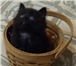 Три чёрных чудесных котёнка хозяев заботливых ждут 3700897 Другая порода фото в Москве
