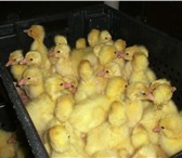 Изображение в Домашние животные Птички Продам гусят! Возраст: 1-2 недели. Стоимость: в Улан-Удэ 400