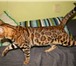 Foto в Домашние животные Вязка Милый бенгальский котик ждет встречи с кошечкой в Калуге 8 000
