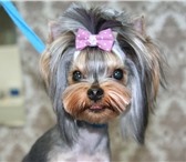 Foto в Домашние животные Стрижка собак Зоосалон-парихмахерская для собак &quot;Дог-Шарм&quot; в Обнинске 1 000