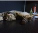 Фотография в Домашние животные Вязка очаровательный молодой котик приглашает к в Самаре 0