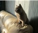 Foto в Домашние животные Вязка Британский Кот! Окрас Светло- голубой! Приглашает в Пензе 2 000