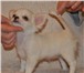 Фотография в Домашние животные Другие животные Мы предлагаем вам миниатюрную собачку с большими в Москве 20 000