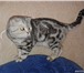 Foto в Домашние животные Вязка Шотландский вислоухий кот (чистокровный) в Нижнекамске 0