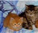Фотография в Домашние животные Отдам даром Очень милые сибирские котята пушистики, возраст в Москве 0