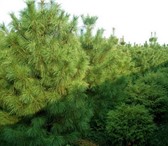 Фотография в Прочее,  разное Разное Оптом :Сосна 280 руб. До 3 метровПихта 380 в Магнитогорске 280