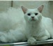 Фотография в Домашние животные Услуги для животных Стрижка кошек, экспресс линька (удаление в Москве 0