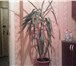 Foto в Домашние животные Растения продам юкку в большом горшке,высота больше в Челябинске 600