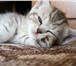 Британские котята, родились 10 апреля, 3 мальчика и 2 девочки, очень красивые! Папа - межд 69230  фото в Тюмени