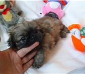 Предлагаются для продажи щенки пекинеса возраст 1 месяц 2 девочки окрас серопалый от Чемпиона Росс 66975  фото в Казани