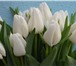 Фотография в Домашние животные Растения Продаю тюльпаны к 8 марта , 11 наилучших в Саратове 28