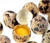 Фото в Домашние животные Птички Инкубационное и пищевое Перепелиное Яйцо, в Ставрополе 0