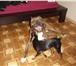 Фото в Домашние животные Вязка собак Русский той-терьер.Цвет черно-подпалый.Кобель.Имя в Одессе 0