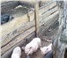Фото в Домашние животные Другие животные Продаю домашних свинок уже достигших возраста в Электрогорске 3 000