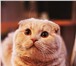 Изображение в Домашние животные Вязка Опытный котик приглашает на вязку.Родословный. в Орле 2 000