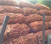 Фото в Прочее,  разное Разное Предлагаем оптовые поставки свежей моркови в Пскове 6