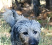 Срочно ищем хозяев! 4252611 Ирландский терьер фото в Севастополь