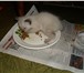 Сиамские котятки в заботливые руки 1249731 Сиамская фото в Балашихе