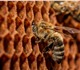 Пчеловодное хозяйство Толмачева реализуе