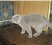 Изображение в Домашние животные Вязка Шотландский котик ищет кошечку для вязки в Королеве 3 000
