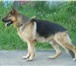 Foto в Домашние животные Вязка собак Молодой и очень симпатичный кобель немецкой в Костроме 0