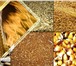Изображение в Домашние животные Товары для животных Мы продаем пшеницу-11р/кг Ячмень-10р/кг,Овёс-8р/кг в Владимире 0