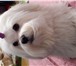 Фото в Домашние животные Вязка собак Предлагаем на вязку кобеля мальтийской болонки в Москве 25 000